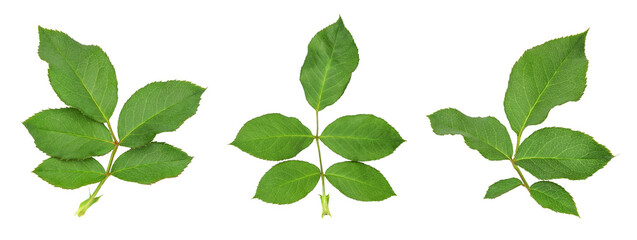 Fototapeta premium leaves of natural green roses 