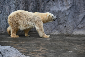 旭山動物園の白熊