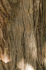 Relief texture of tree bark. Natural background