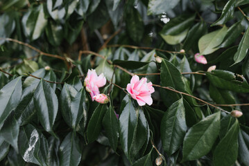Pink camellia flowers on an evergreen tree in the park