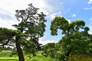 Overgrown with old trees around the Daejeong reservoir in Imsil-gun, Jeollabuk-do, South Korea.