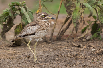 Water Thick-knee - Burhinus vermiculatus, shy African bird from water shores, lakes and rivers, Uganda.
