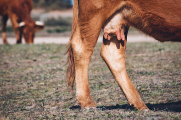 Selective focus close-up of udders of a brown cow in an agricultural field on a farm