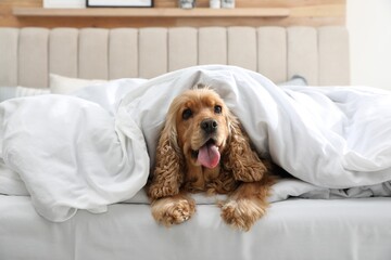 Cute English cocker spaniel covered with soft blanket on bed - obrazy, fototapety, plakaty