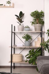 Different houseplants and boxes on shelving indoors