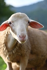 Obraz premium close up of a sheep