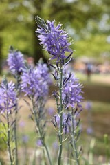 Beautiful Camassia growing outdoors, closeup. Spring season