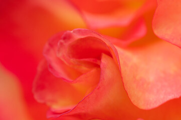 Rose flower fragment, macro shot