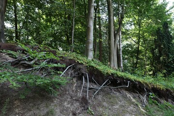 Trees and beautiful green plants in forest, low angle view