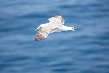 Sea bird