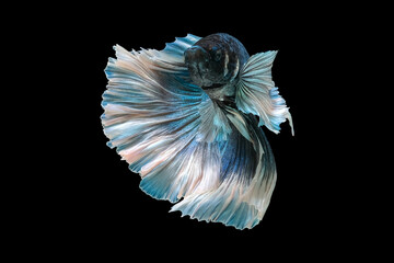 Blue and white betta fish, siamese fighting fish, isolated on black background.
