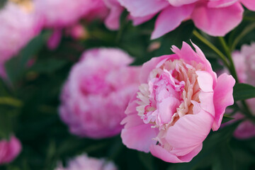 Obraz premium Blooming peony plant with beautiful pink flowers outdoors, closeup. Space for text
