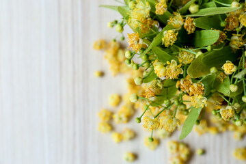 Beautiful linden blossoms and green leaves on white table, top view. Space for text