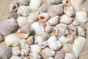 Many beautiful sea shells on sand, closeup
