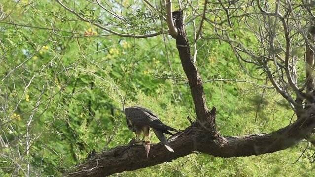 full shot of Laggar falcon or Falco jugger hunt and feasting Spiny tailed lizard or Uromastyx in natural green background. Migratory bird of prey perched on a tree with lizard kill in forest of india