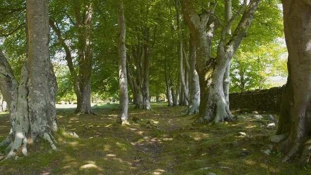 Sacred celtic forest grove, Balnuaran of Clava burial ground, Scotland.