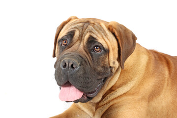 guard dog isolated on white 