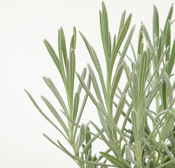 Obraz premium Lavandula officinalis plant on isolated white background, selective focus shot.
