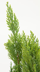 Arborvitae plant on isolated white background, selective focus shot.