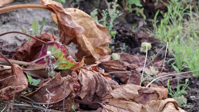Dry rhubarb field with brown rhubarb leaves on dry farmland shows global warming and extreme heat period causes crop shortage and withered vegetables no rainfall and water shortage climatic change