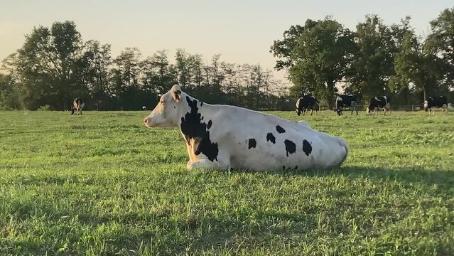 A cow rests in the meadow on a late summer afternoon in the countryside in Italy