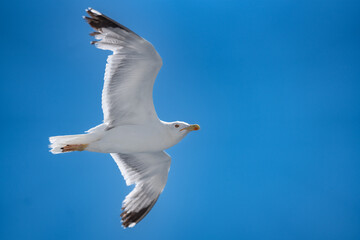Seagull