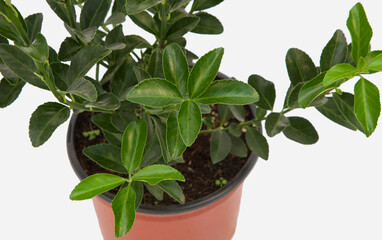 Euonymus green taflan plant on isolated white background, selective focus shot.