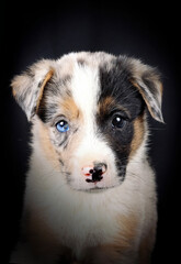 puppy australian shepherd isolated on black background 