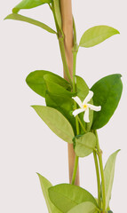 Rhyncospermum jasminades plant on isolated white background, selective focus shot.