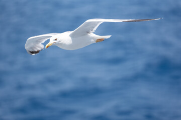 Seagull