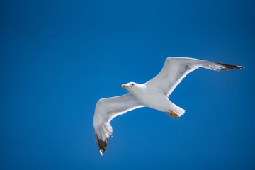 Obraz premium Seagull