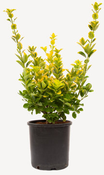 Euonymus gold taflan emerald gold plant in flowerpot on isolated white background, selective focus shot.