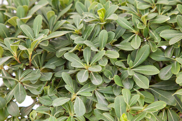 Pitos plant on isolated white background, selective focus shot.