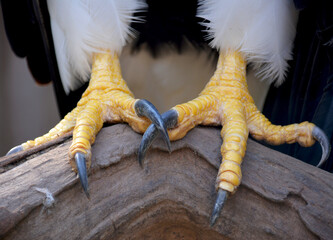 Macro photo of the Eagle's claws. The powerful talons of an eagle close-up. - obrazy, fototapety, plakaty
