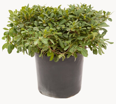 Pitos plant in flowerpot on isolated white background, selective focus shot.