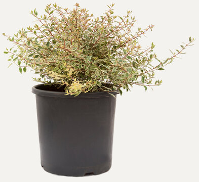 Abelia green plant in flowerpot on isolated white background, selective focus shot.
