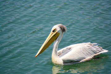 pelican on the water