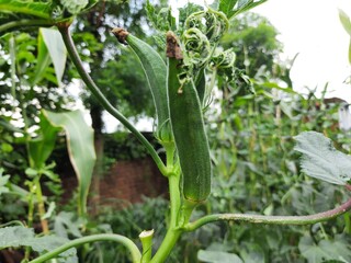 Okra plant growing in home garden with fruit in India. Okra , Abelmoschus esculentus, known in many name ladies' fingers or ochro. It is a flowering plant in the mallow family. Lady finger farming.
