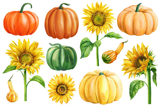 autumn set of pumpkins and sunflowers on an isolated white background, watercolor painting, hand drawing