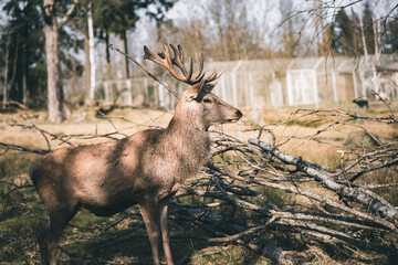 Hirsch in einem Wildpark am Abend