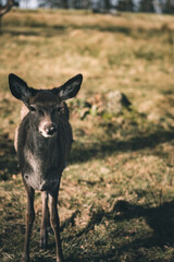 Closeup Foto Reh im Abendsonne