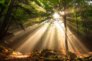 Beautiful colourful forest with sunbeams. Relax and free time. Healthy lifestyle. 
