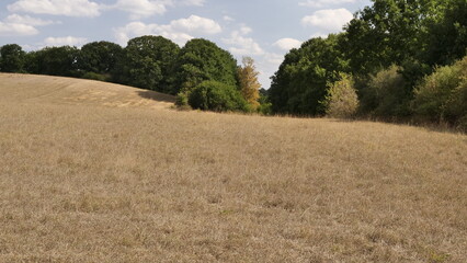 Wiese im Sommer 2022