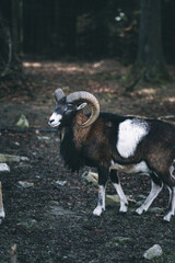 Fototapeta premium Mufflon in einem Tierpark