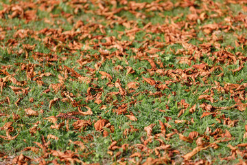 autumn leaves background