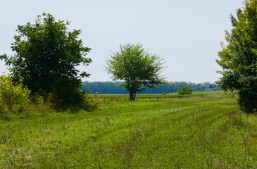 Picturesque summer landscape view of green hill with trees. Blue sky background. Rural scene. Nature concept. Green meadows with blue flowers and trees. Sky and clouds background