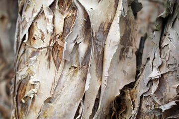 Close up textured background of tree bark