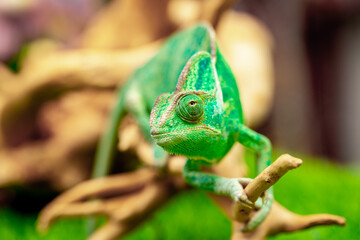Chameleon close up. Multicolor beautiful reptile with colorful bright skin on a background of grass and leaves. Disguise and bright skins concept. Exotic tropical pet in its natural environment.