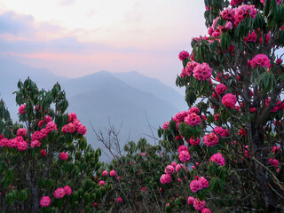 Himalaya Mountains range with magnificent blossoms rhododendrons flowers in foreground. Poon Hill, Nepal. Morning scene. Nature and travel concept.