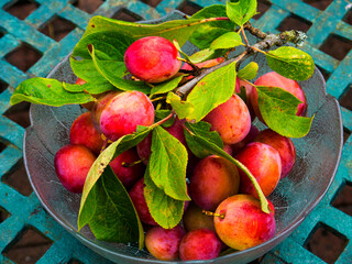 Ripening plums in my Garden in Burnley Lancashire
